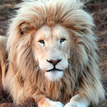Lion Lion